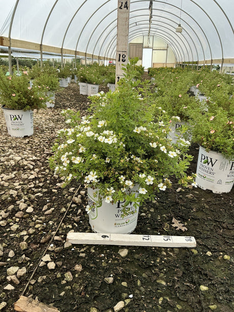 Happy Face White Potentilla shrub covered in small white blooms growing in a #2 container inside a greenhouse nursery.