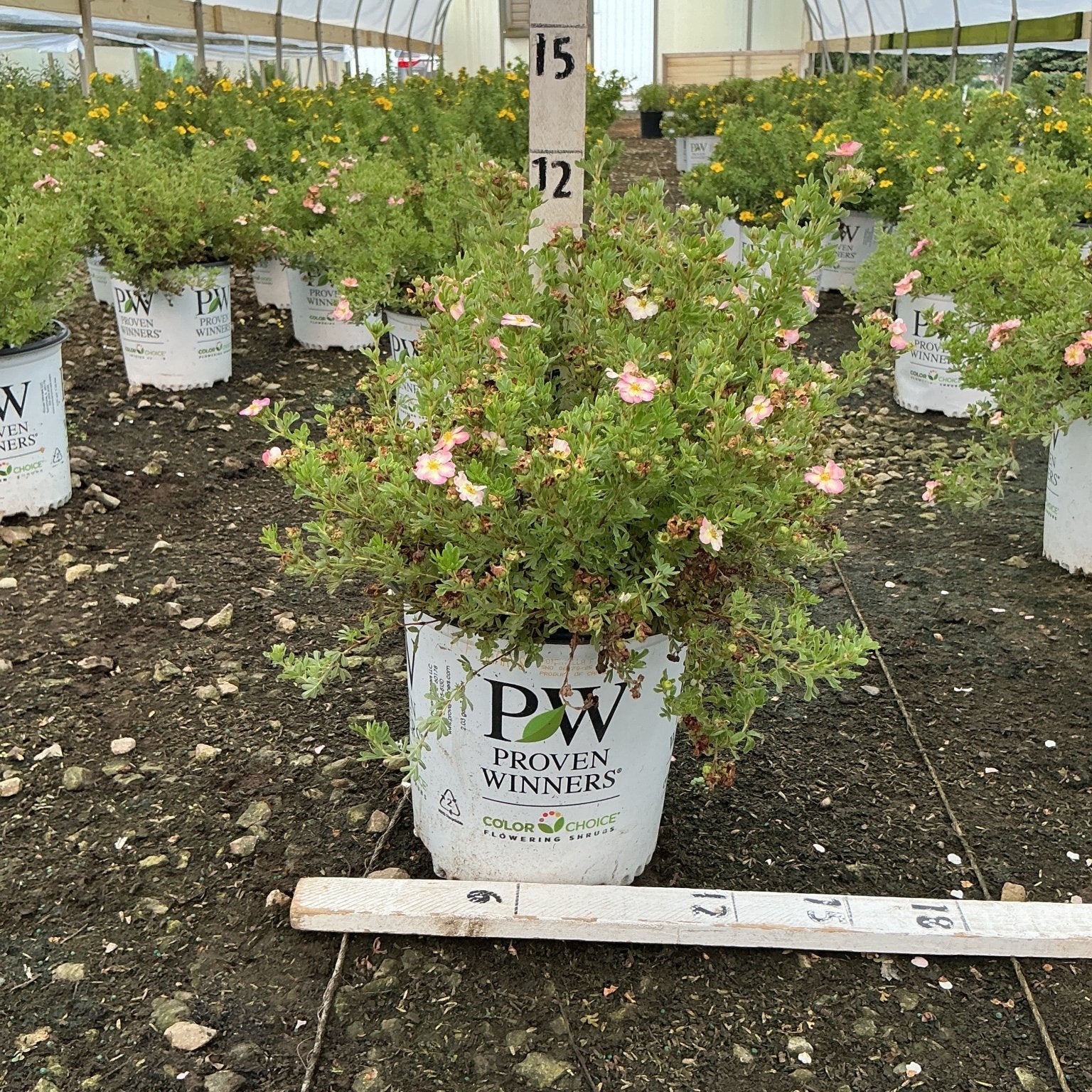 Happy Face Hearts Potentilla shrub with pink blooms growing in a white Proven Winners container inside a greenhouse nursery.