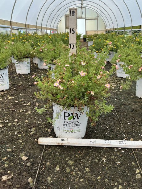 Happy Face Hearts Potentilla shrub with pink blooms growing in a white Proven Winners container inside a greenhouse nursery.