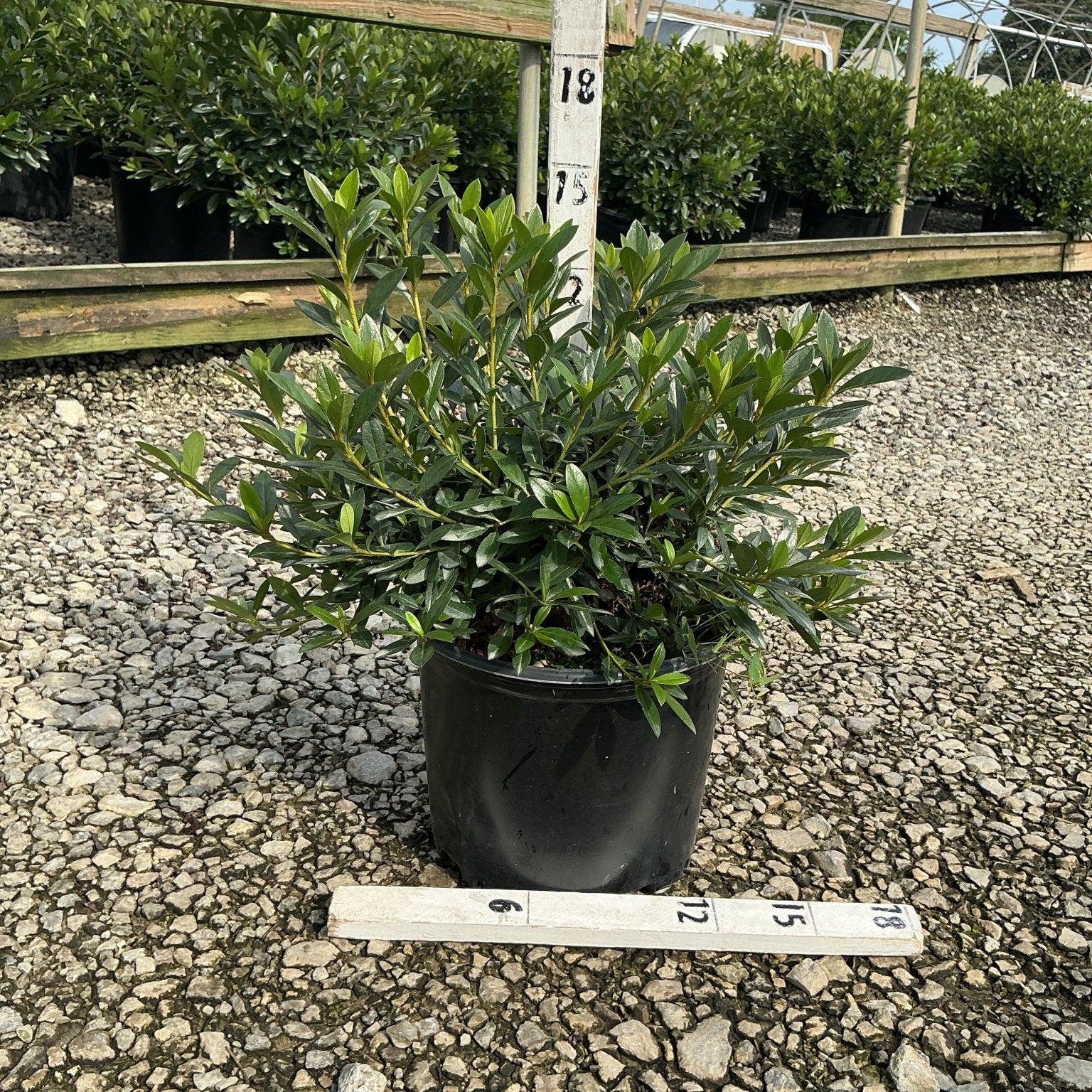 Herbert Azalea shrub in a #3 black nursery container, showing dense dark green foliage at a greenhouse grower facility.