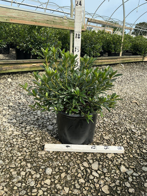 Herbert Azalea shrub in a #3 black nursery container, showing dense dark green foliage at a greenhouse grower facility.