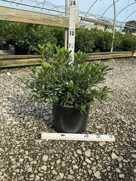 Herbert Azalea shrub in a #3 black nursery container, showing dense dark green foliage at a greenhouse grower facility.