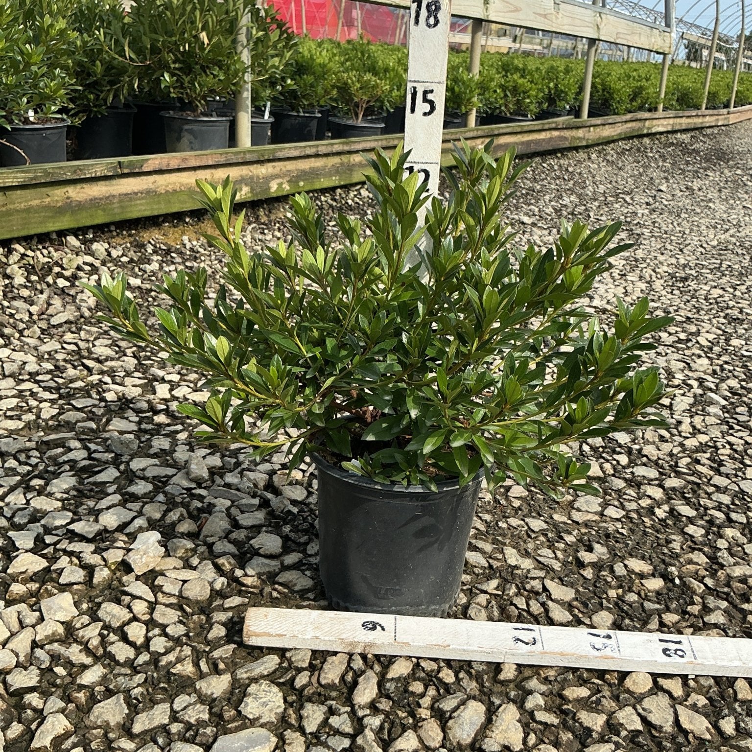 Herbert Azalea shrub in a #1 black nursery container showing dense, glossy green foliage at a garden center.