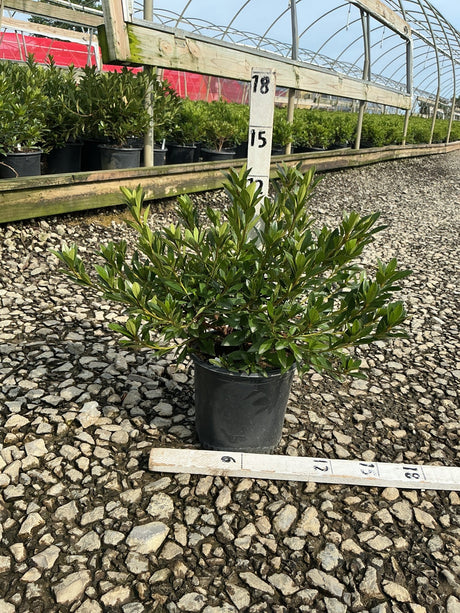 Herbert Azalea shrub in a #1 black nursery container showing dense, glossy green foliage at a garden center.