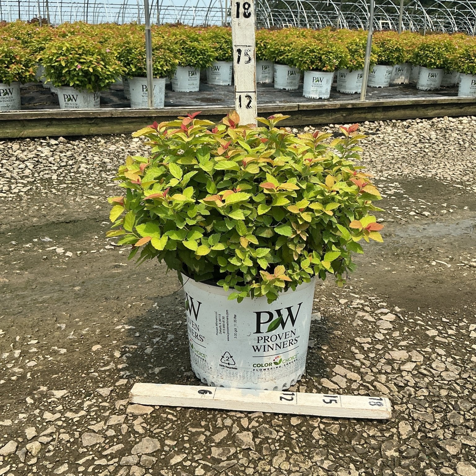 Double Play Big Bang Spiraea shrub in a #3 Proven Winners container, showing bright green and red-tipped foliage at a nursery.