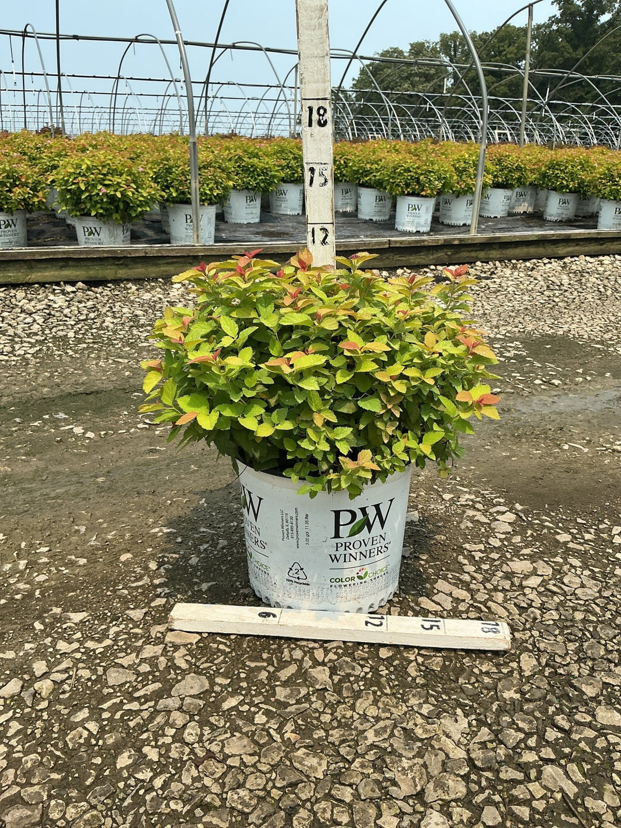 Double Play Big Bang Spiraea shrub in a #3 Proven Winners container, showing bright green and red-tipped foliage at a nursery.