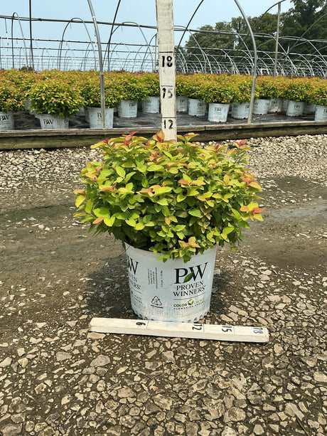 Double Play Big Bang Spiraea shrub in a #3 Proven Winners container, showing bright green and red-tipped foliage at a nursery.