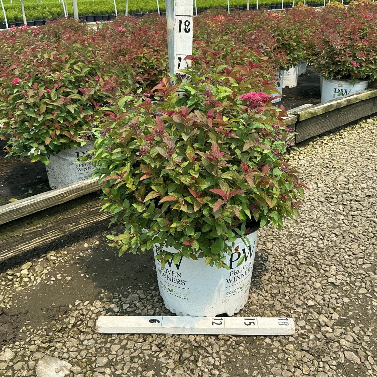 Double Play Doozie Spirea shrub in a Proven Winners #3 container showing colorful red and green foliage at a nursery greenhouse.