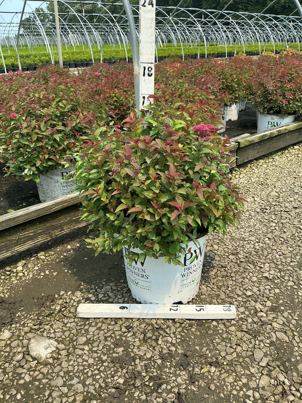 Double Play Doozie Spirea shrub in a Proven Winners #3 container showing colorful red and green foliage at a nursery greenhouse.