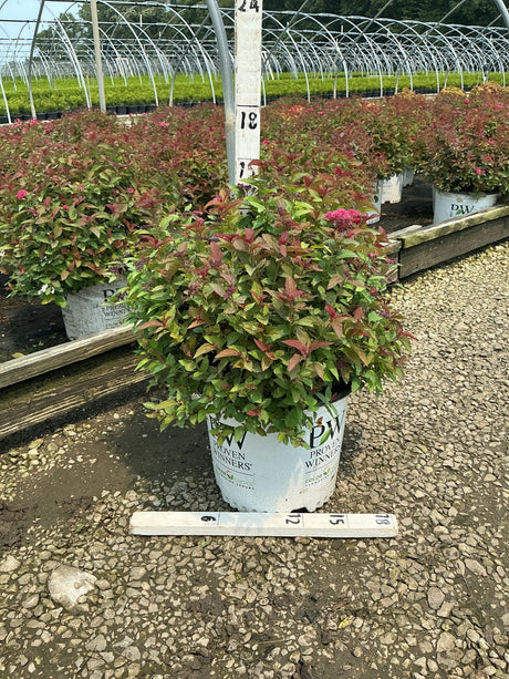 Double Play Doozie Spirea shrub in a Proven Winners #3 container showing colorful red and green foliage at a nursery greenhouse.