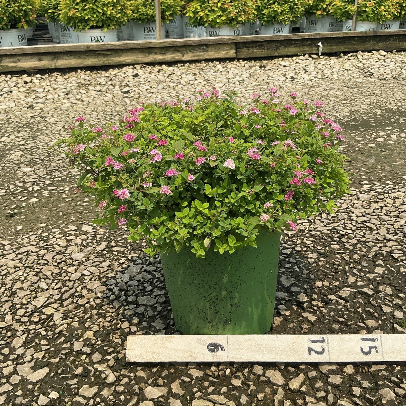 Little Princess Spirea shrub in a green nursery container covered in small pink blooms, shown with a measurement ruler.