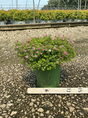 Little Princess Spirea shrub in a green nursery container covered in small pink blooms, shown with a measurement ruler.