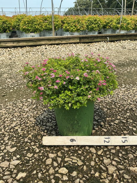 Little Princess Spirea shrub in a green nursery container covered in small pink blooms, shown with a measurement ruler.