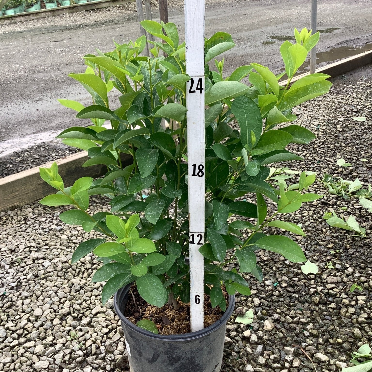 Lindera benzoin Spice Bush in a #3 nursery container, showing dense green foliage reaching approximately 24 inches tall.