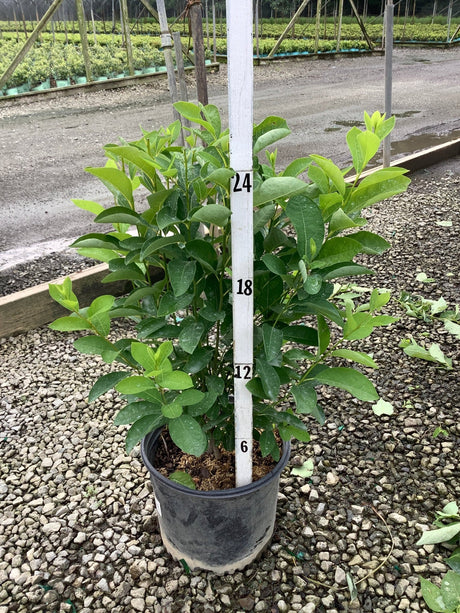 Lindera benzoin Spice Bush in a #3 nursery container, showing dense green foliage reaching approximately 24 inches tall.