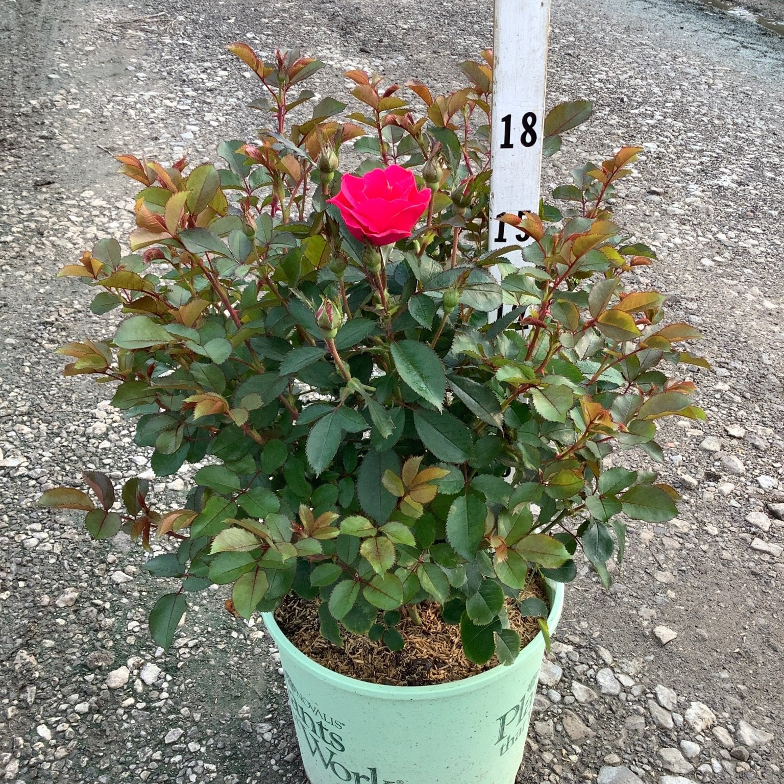 Pink Miracle on the Hudson Rose in a #3 container with one bright pink bloom and several buds.