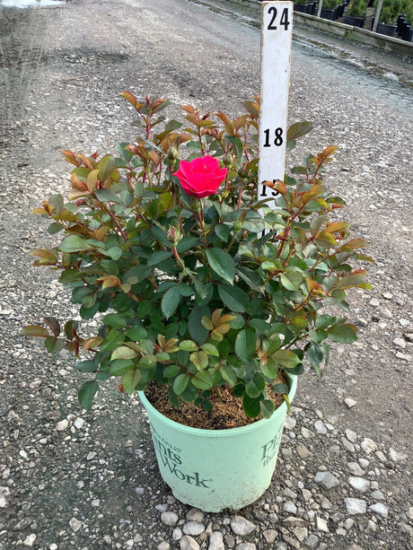 Pink Miracle on the Hudson Rose in a #3 container with one bright pink bloom and several buds.