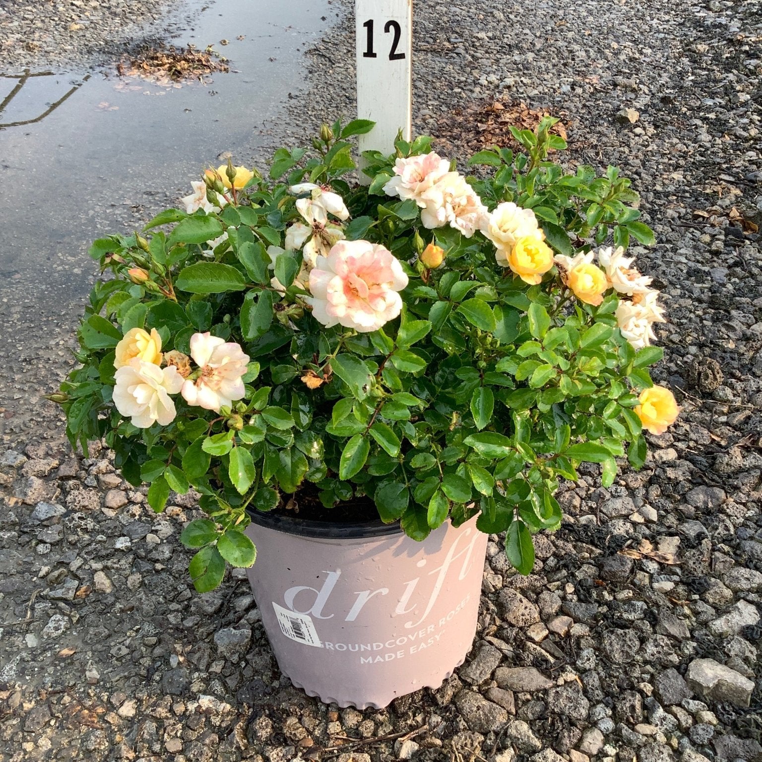 Popcorn Drift groundcover rose in a #2 container with soft peach and yellow blooms on a gravel nursery lot.