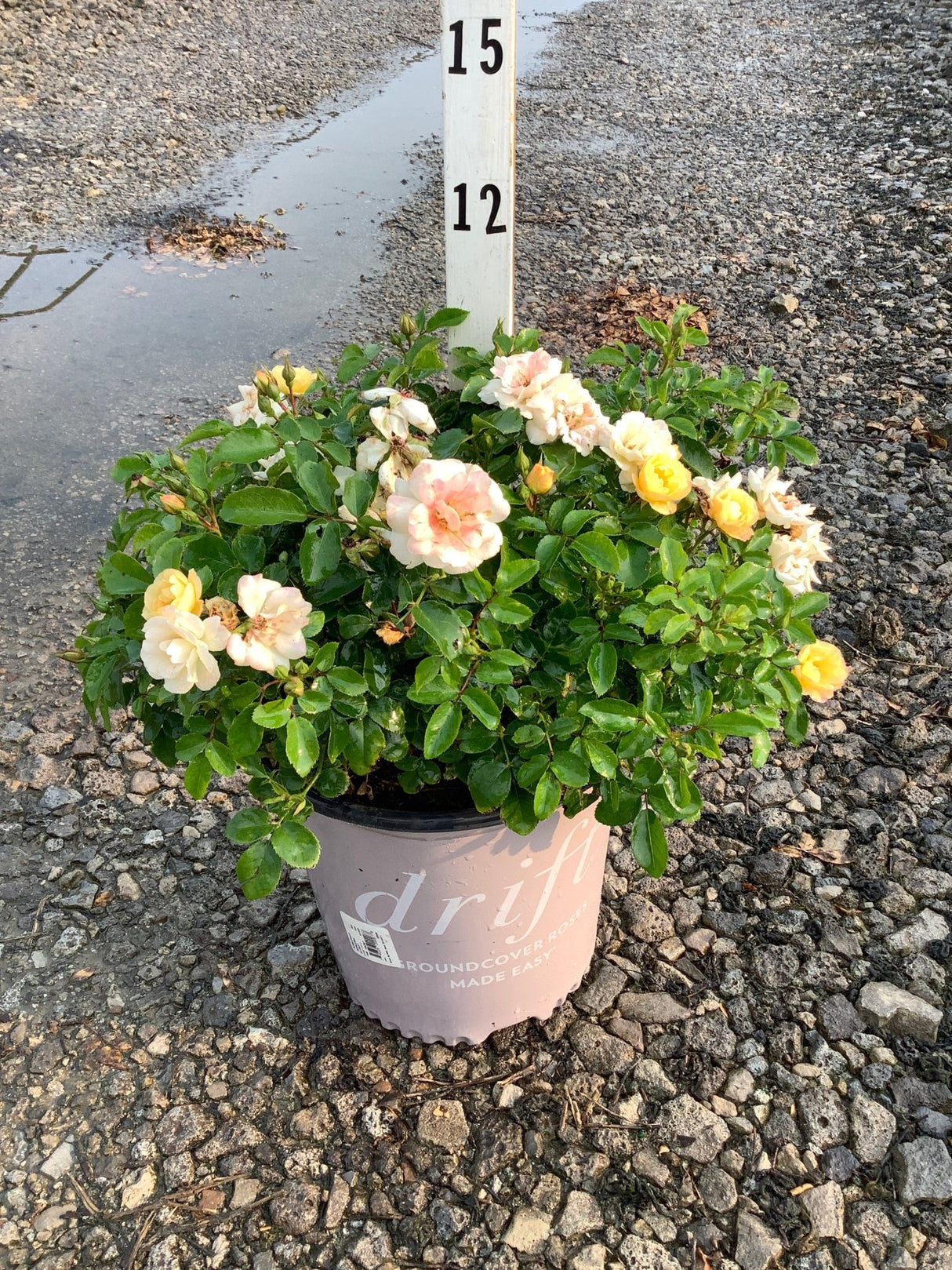 Popcorn Drift groundcover rose in a #2 container with soft peach and yellow blooms on a gravel nursery lot.