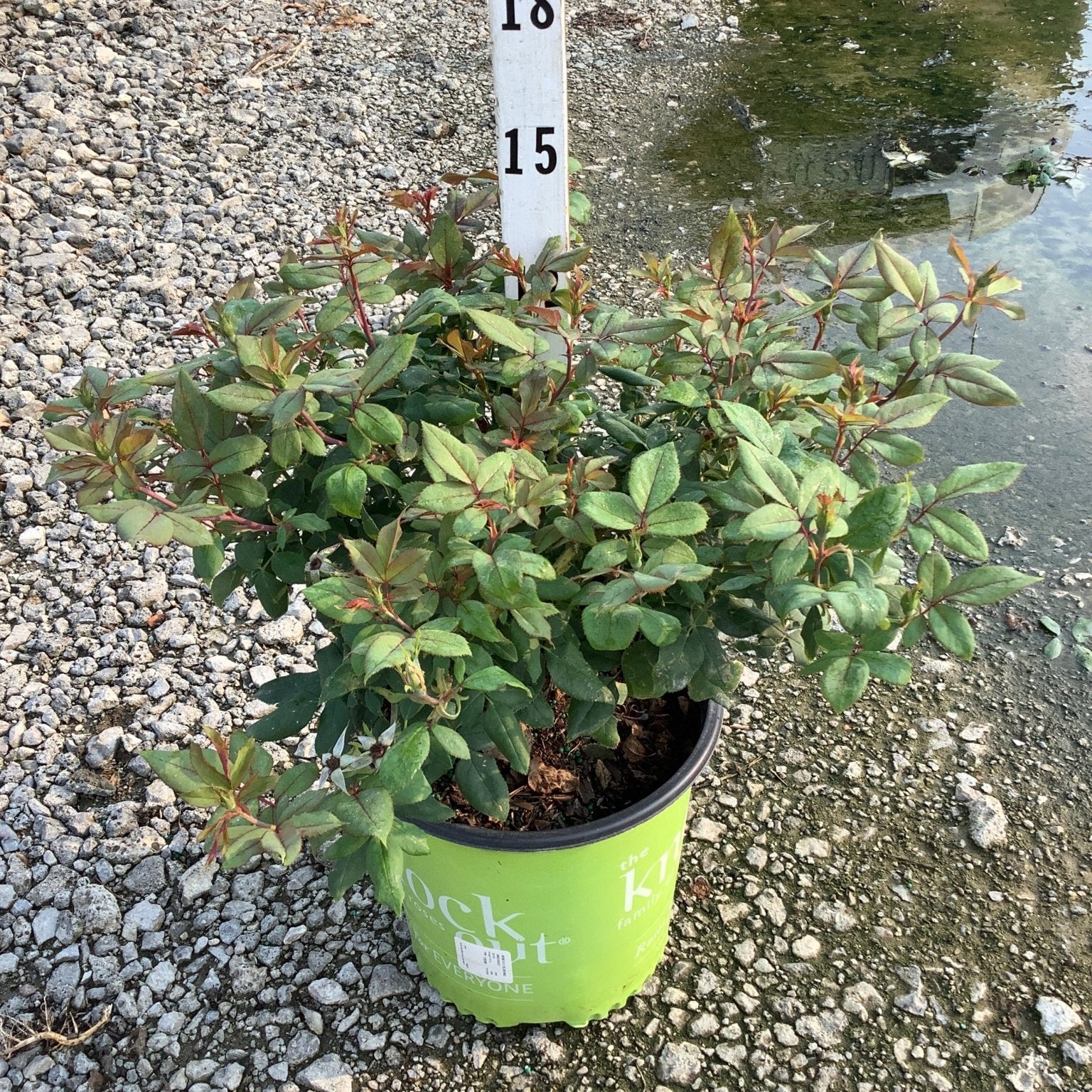 Blushing Knock Out Shrub Rose in a #2 container showing dense green foliage with reddish new growth tips.