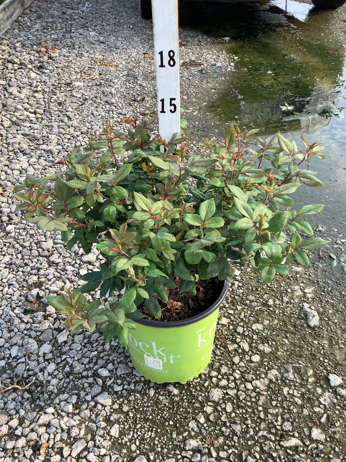 Blushing Knock Out Shrub Rose in a #2 container showing dense green foliage with reddish new growth tips.