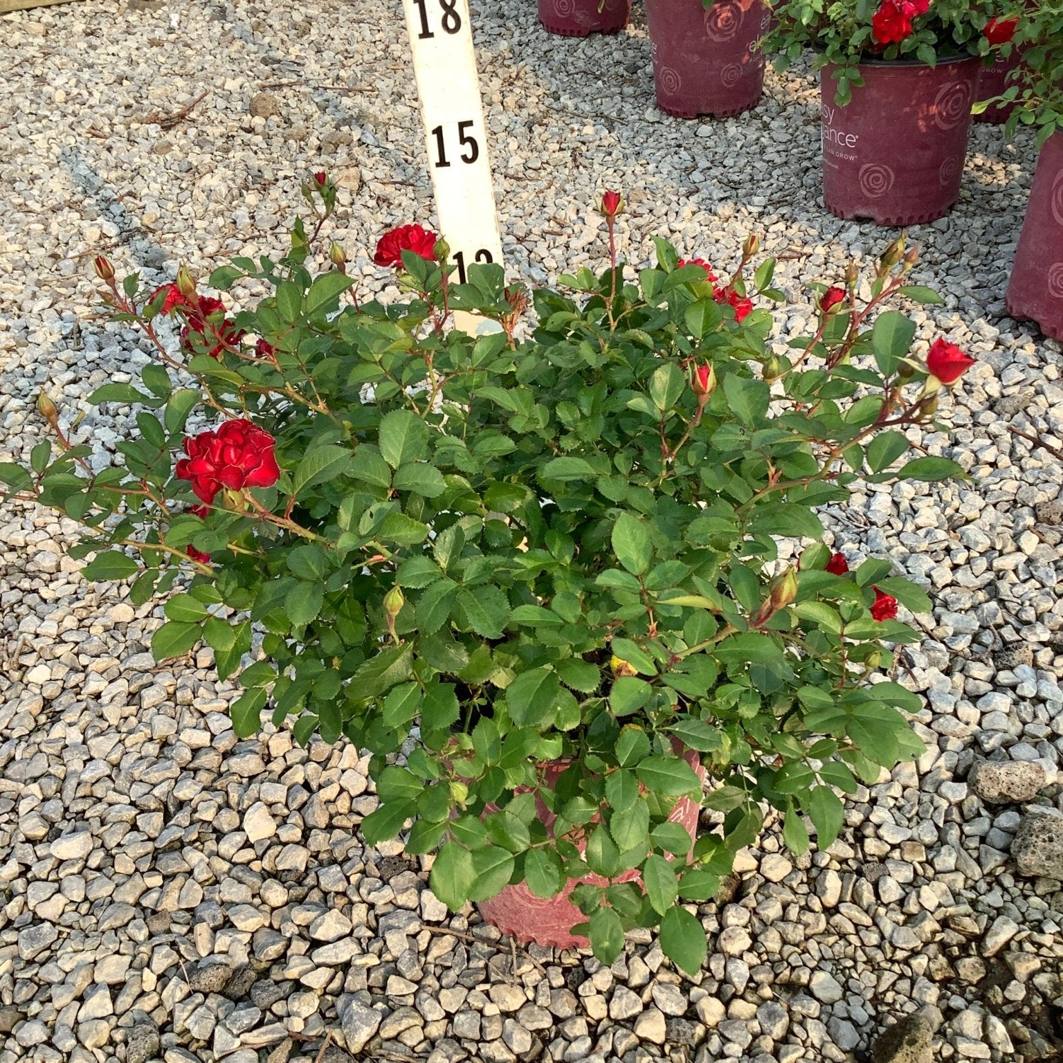 Mystic Fairy Shrub Rose in a #2 container with deep red blooms and buds, shown against a measuring stick at approximately 15 inches tall.