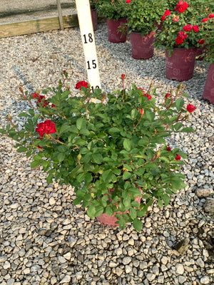 Mystic Fairy Shrub Rose in a #2 container with deep red blooms and buds, shown against a measuring stick at approximately 15 inches tall.