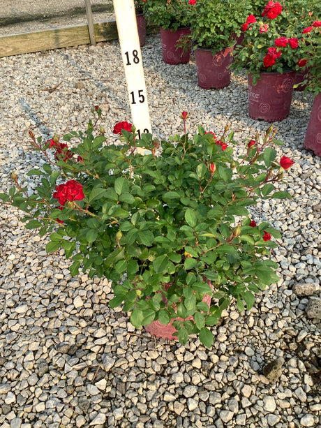 Mystic Fairy Shrub Rose in a #2 container with deep red blooms and buds, shown against a measuring stick at approximately 15 inches tall.
