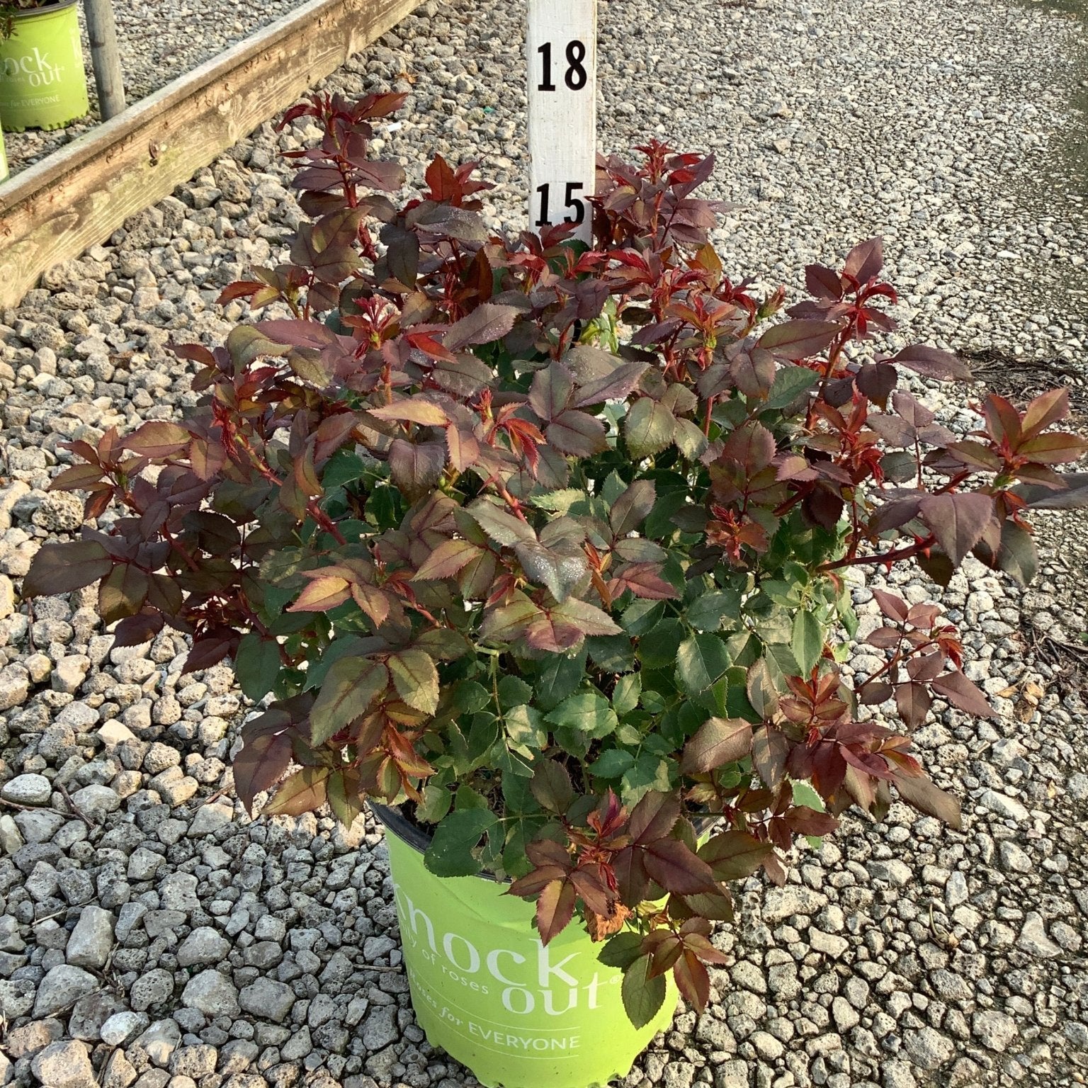 Red Knock Out Shrub Rose in a #2 container showing deep burgundy-red foliage at a nursery.