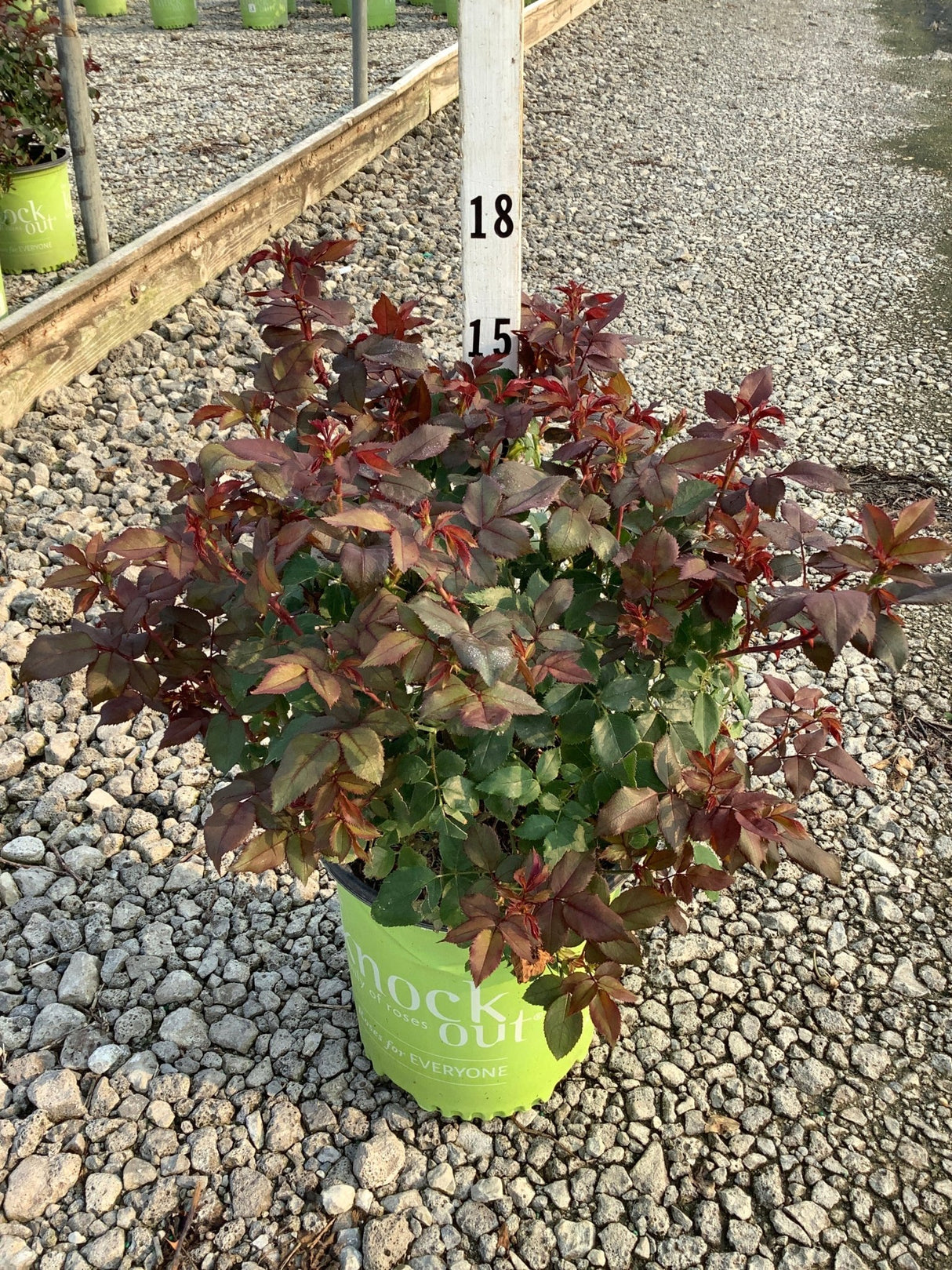 Red Knock Out Shrub Rose in a #2 container showing deep burgundy-red foliage at a nursery.
