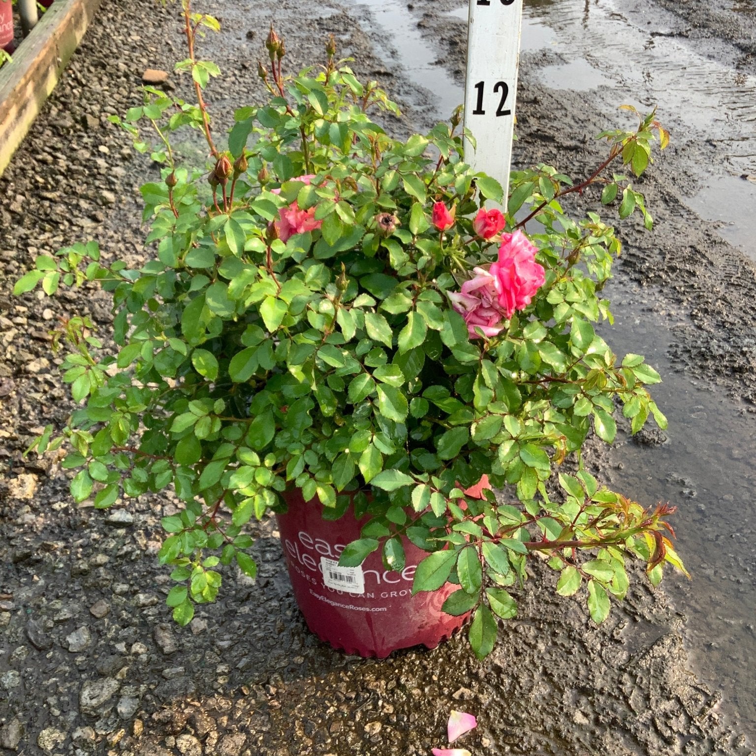 Sunrise Sunset Shrub Rose in a #2 container with pink blooms and lush green foliage, shown at a nursery.