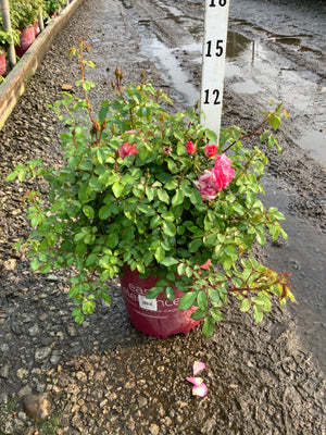 Sunrise Sunset Shrub Rose in a #2 container with pink blooms and lush green foliage, shown at a nursery.