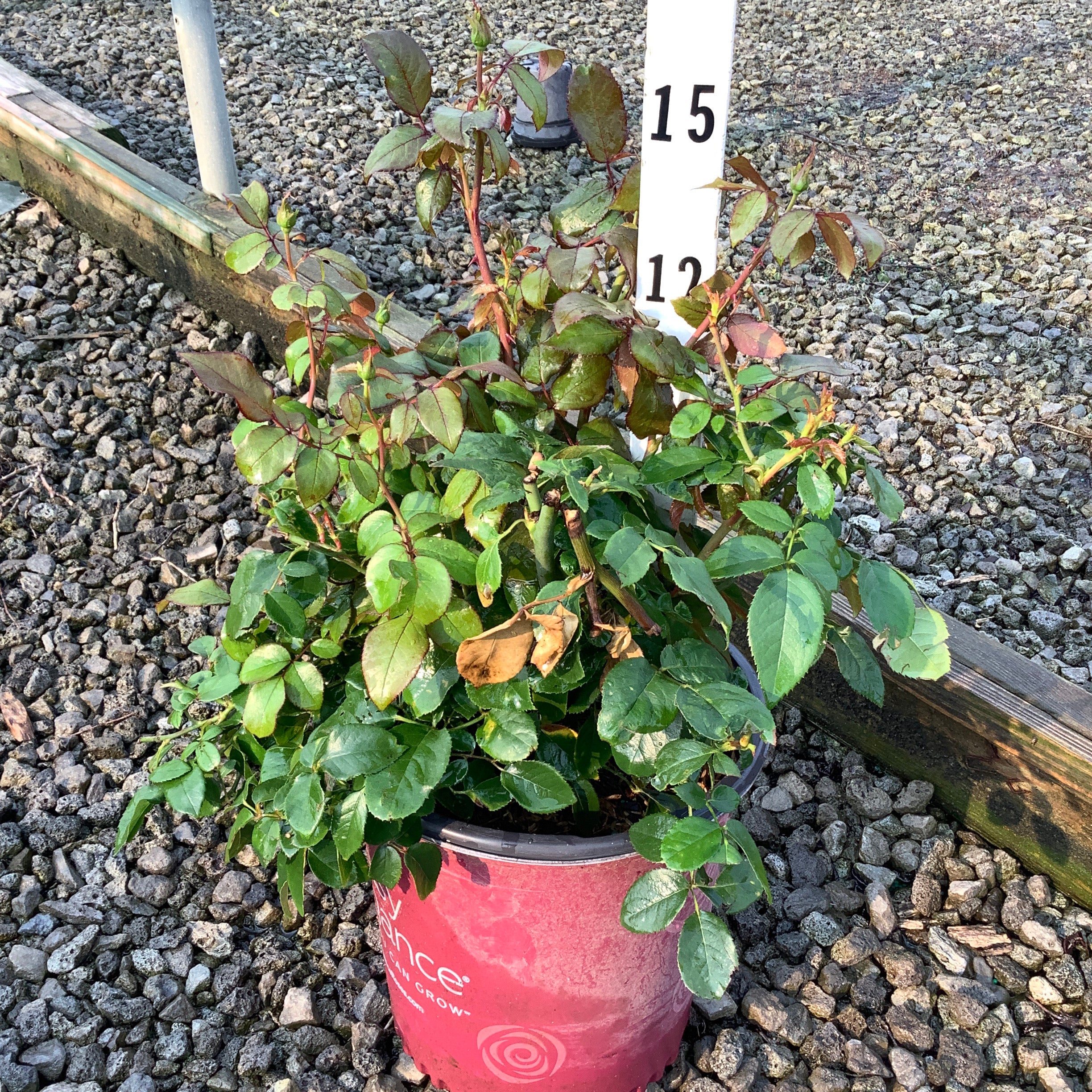 Sweet Fragrance Shrub Rose in a #2 container showing dense green foliage with reddish new growth, displayed on gravel next to a height marker.