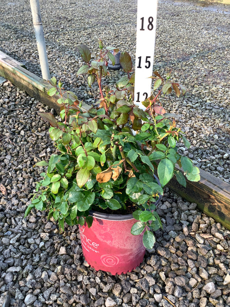 Sweet Fragrance Shrub Rose in a #2 container showing dense green foliage with reddish new growth, displayed on gravel next to a height marker.