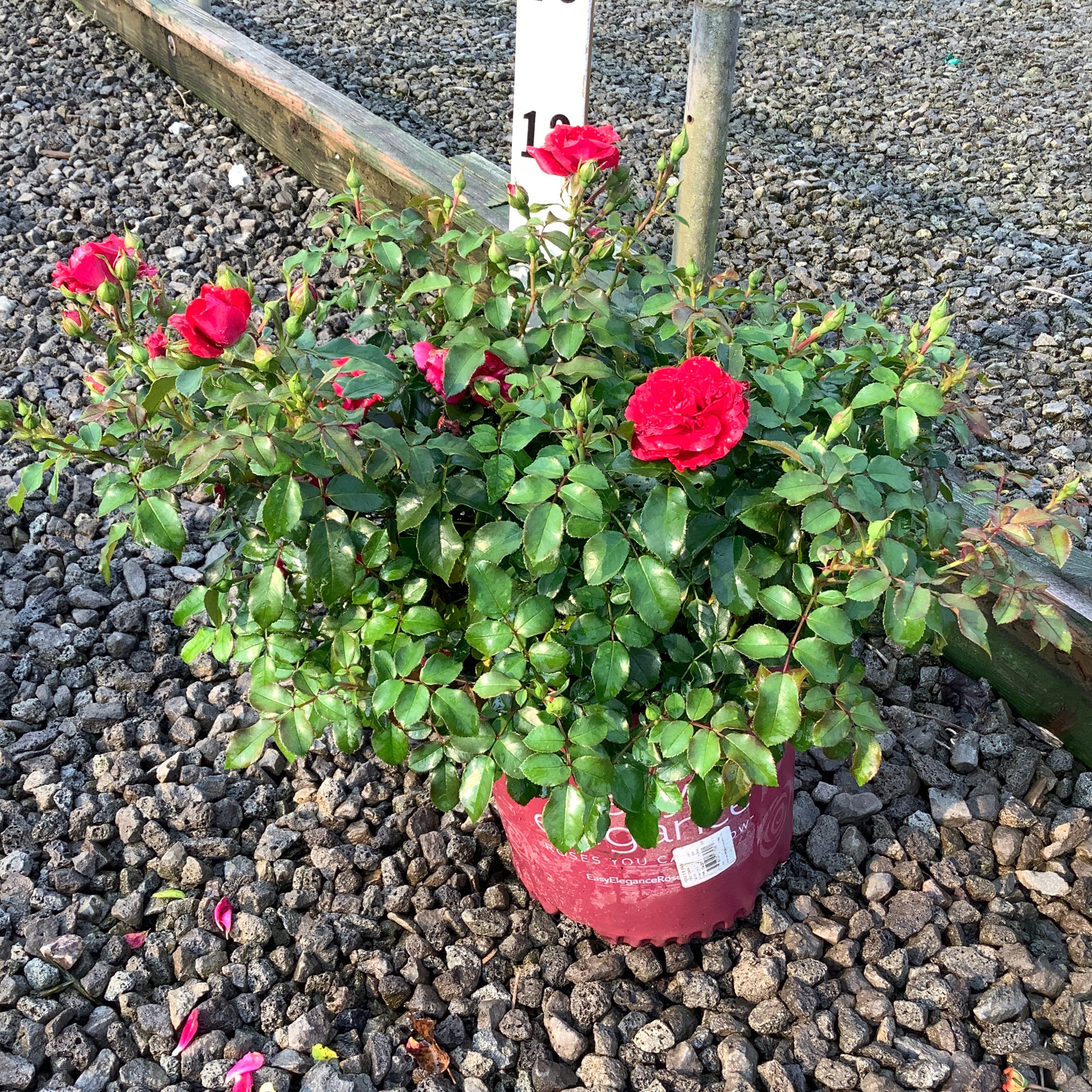 Paint the Town Shrub Rose in a #2 container displaying vivid red blooms and buds on a compact green shrub at a nursery.