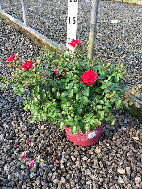 Paint the Town Shrub Rose in a #2 container displaying vivid red blooms and buds on a compact green shrub at a nursery.