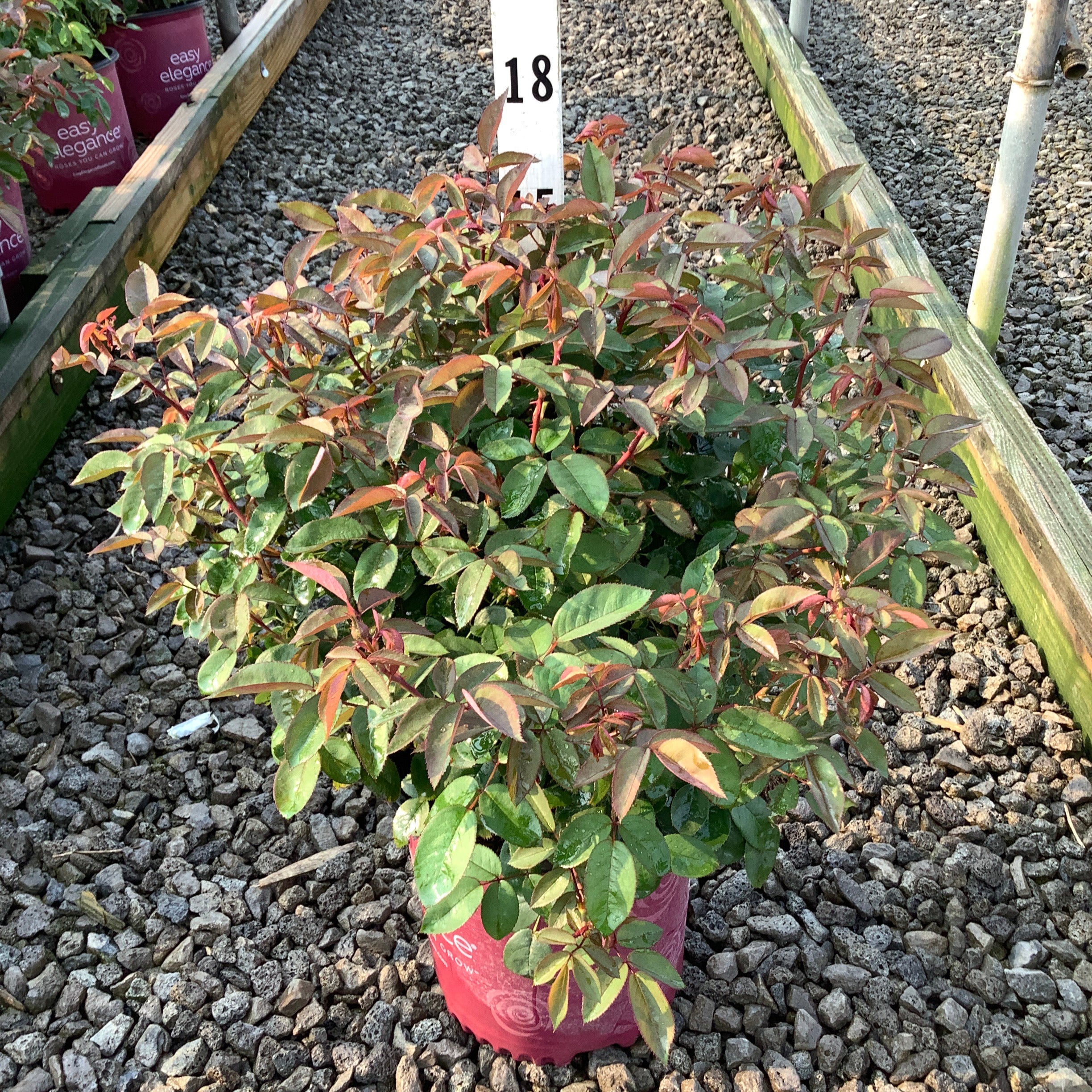 Kashmir Shrub Rose in a #2 container showing red-tipped green foliage at a nursery display.