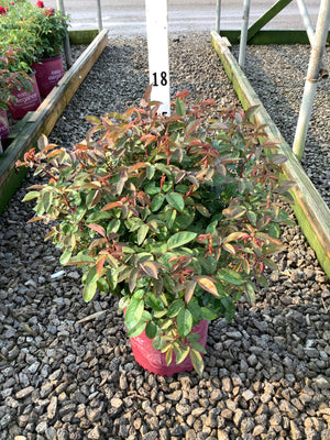 Kashmir Shrub Rose in a #2 container showing red-tipped green foliage at a nursery display.