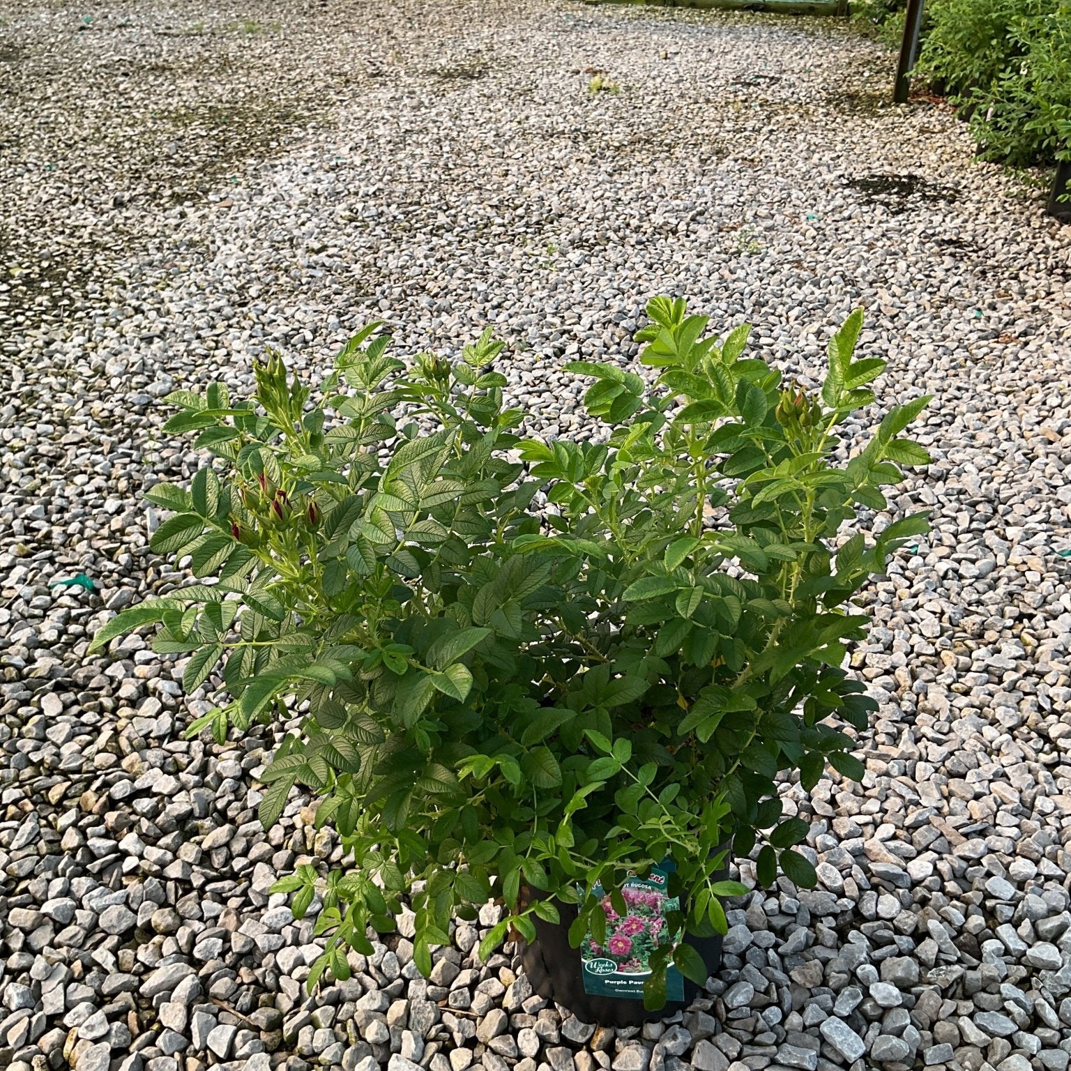 Purple Pavement Rose shrub in a #3 container showing lush green foliage and emerging buds, displayed on gravel at a nursery.