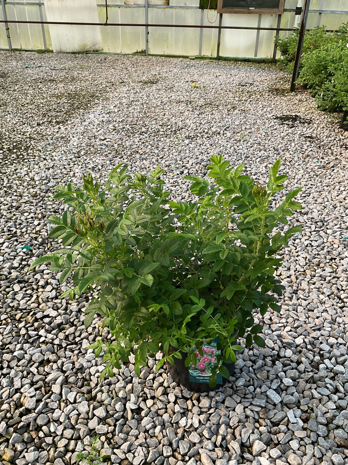 Purple Pavement Rose shrub in a #3 container showing lush green foliage and emerging buds, displayed on gravel at a nursery.