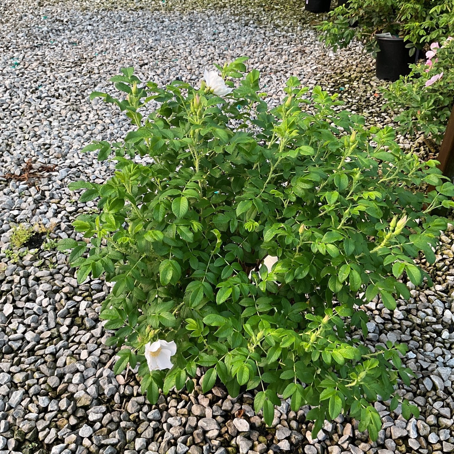 White Rugosa Rose shrub with white blooms growing in a gravel bed near a greenhouse, showing its dense leafy habit.