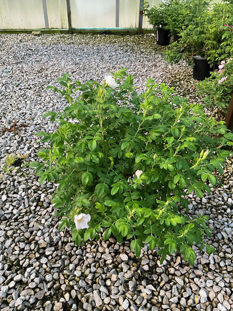 White Rugosa Rose shrub with white blooms growing in a gravel bed near a greenhouse, showing its dense leafy habit.