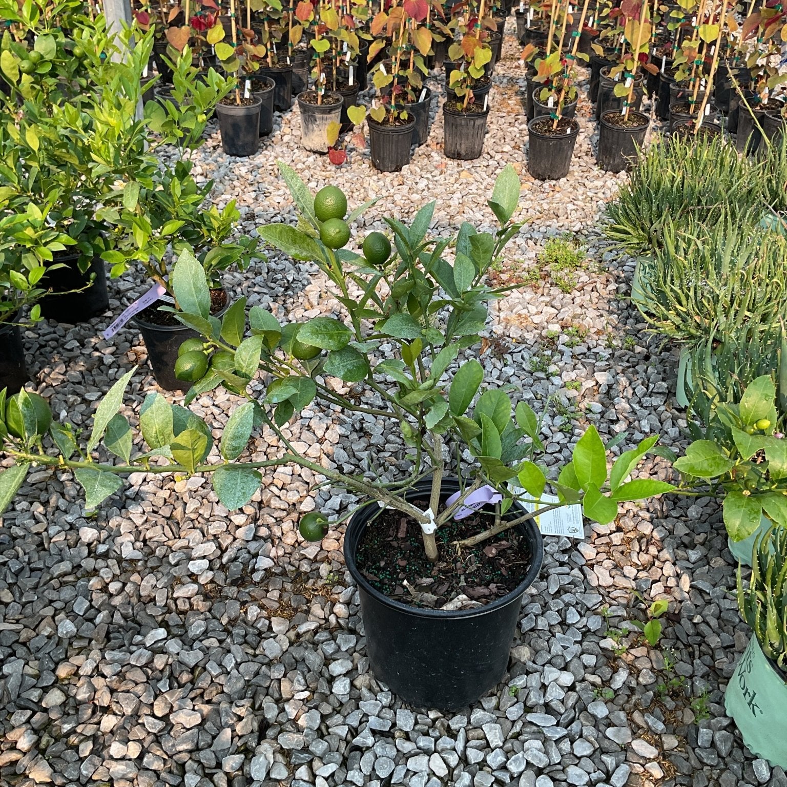 Dwarf Meyer Lemon tree in a black #3 container bearing green fruit, displayed at a nursery with gravel ground cover.