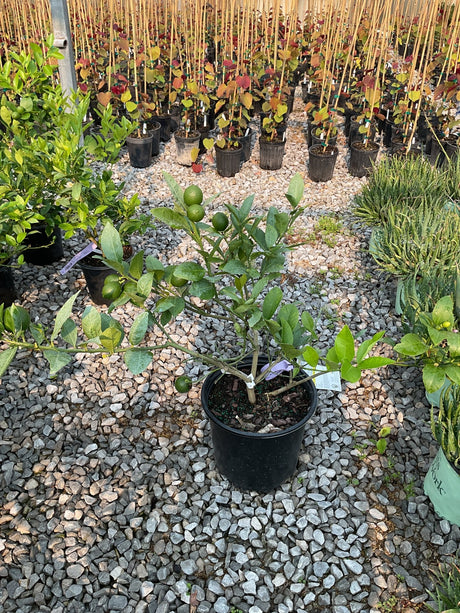 Dwarf Meyer Lemon tree in a black #3 container bearing green fruit, displayed at a nursery with gravel ground cover.