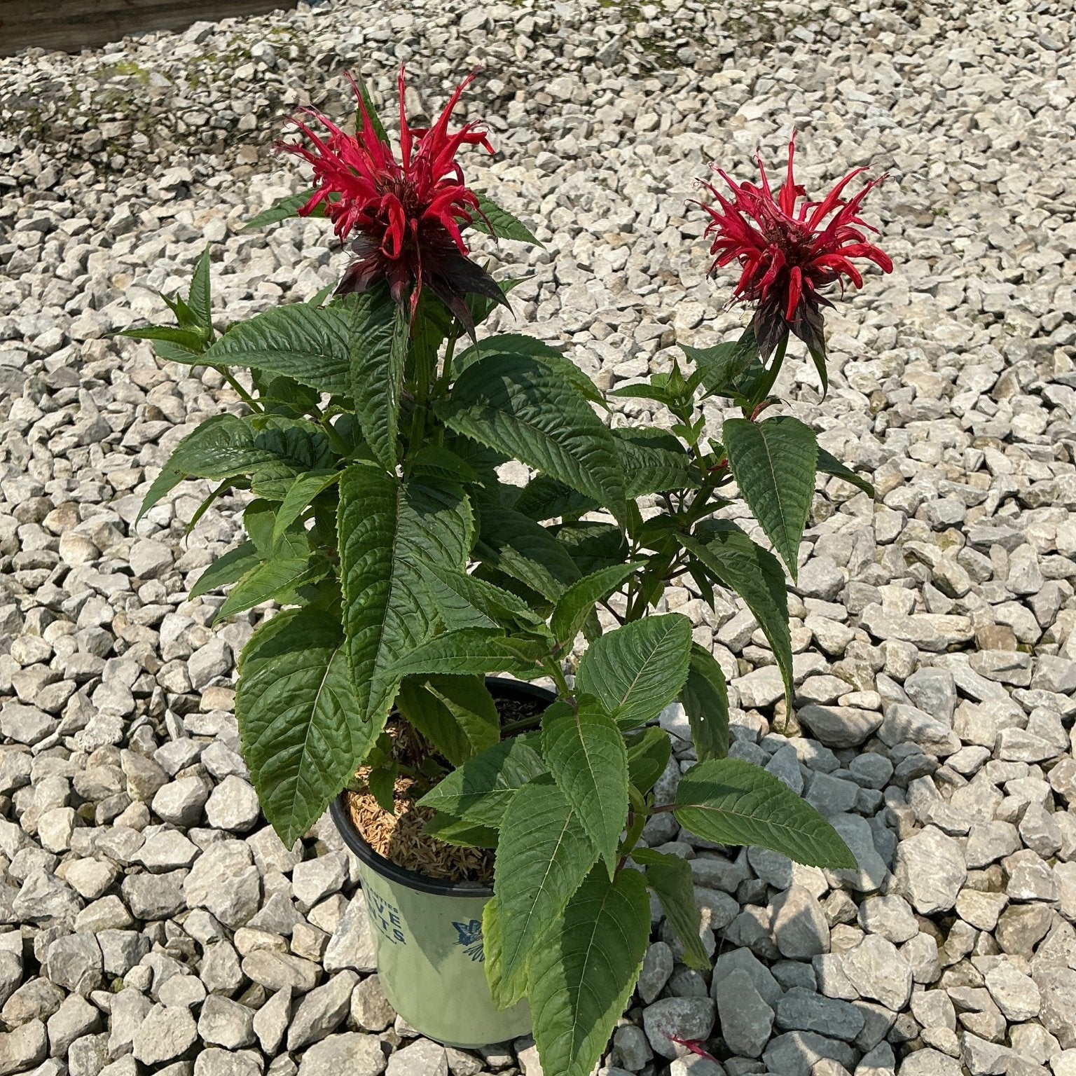 Jacob Cline Bee Balm in a nursery container displaying two vivid red spiky blooms atop lush green foliage.