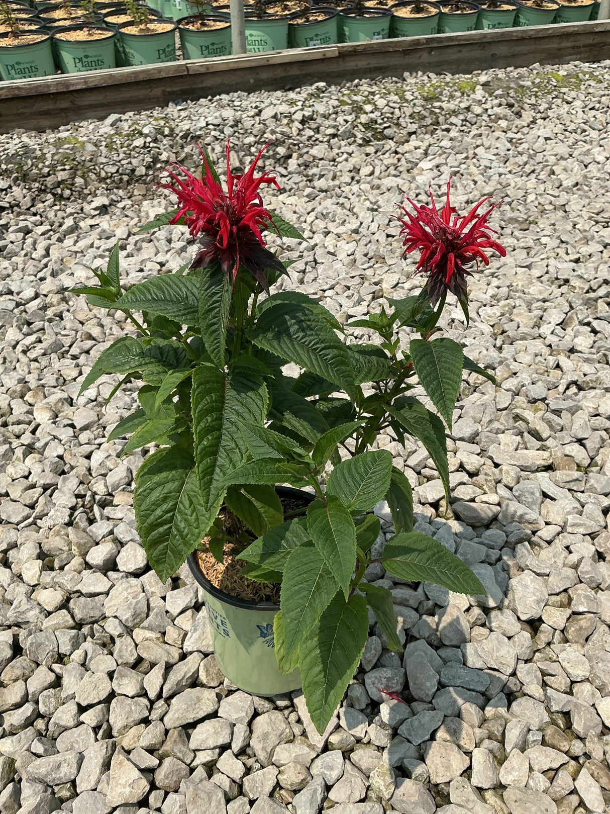 Jacob Cline Bee Balm in a nursery container displaying two vivid red spiky blooms atop lush green foliage.