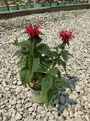 Jacob Cline Bee Balm in a nursery container displaying two vivid red spiky blooms atop lush green foliage.