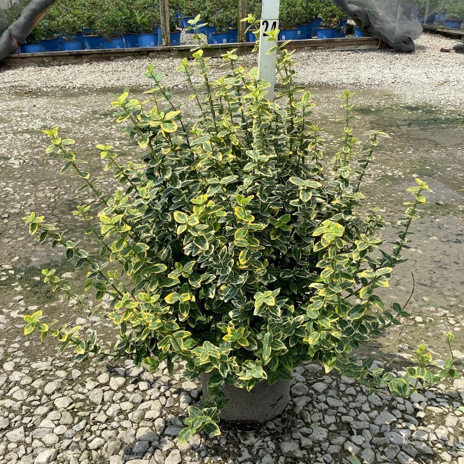 Emerald N Gold Wintercreeper Euonymus shrub in a nursery container displaying bright yellow and green variegated foliage.