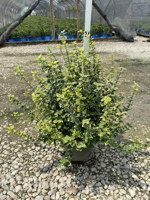 Emerald N Gold Wintercreeper Euonymus shrub in a nursery container displaying bright yellow and green variegated foliage.
