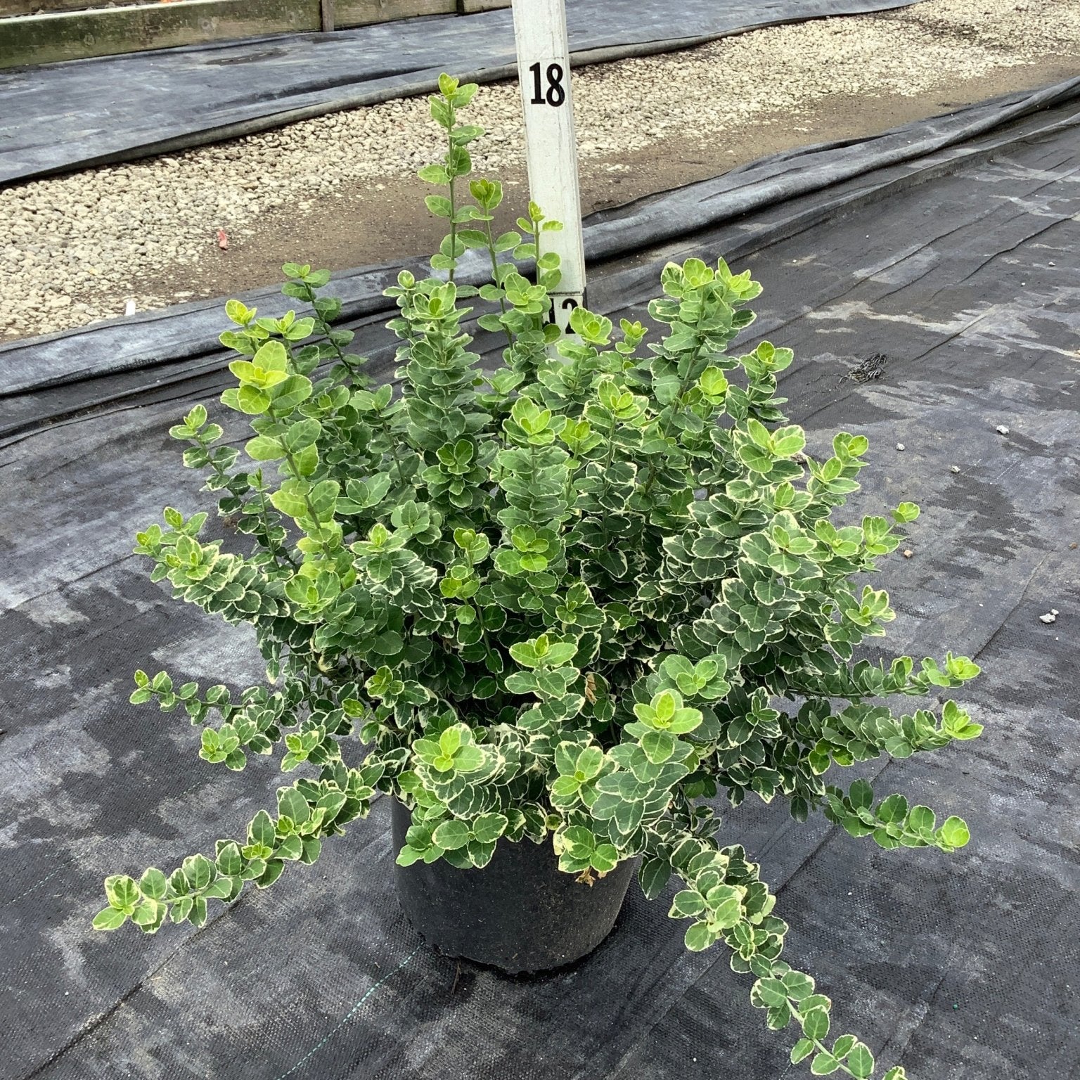Emerald Gaiety Wintercreeper Euonymus shrub in a nursery container showing dense green and white variegated foliage.